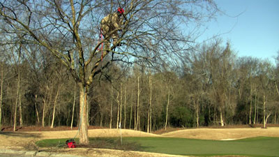 Trimming golf course trees