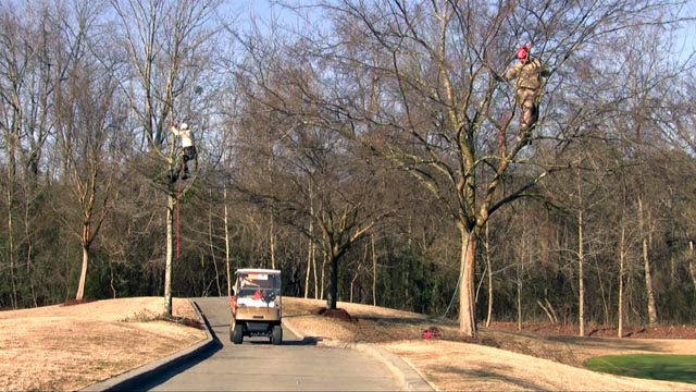 Tree service crew working on golf course